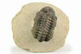 Detailed Reedops Trilobite - Aatchana, Morocco #249807-2